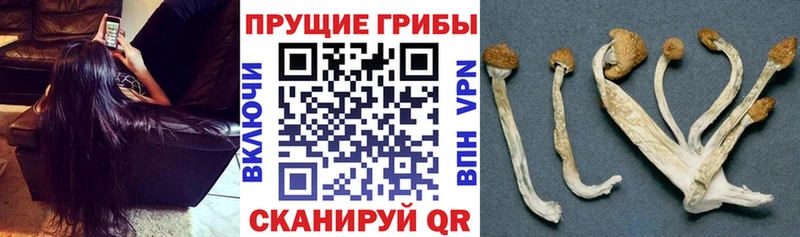 Псилоцибиновые грибы Psilocybine cubensis  Рошаль 